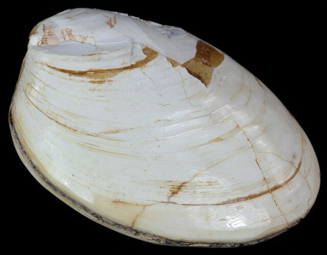 Wide Polished Fossil Clam - Jurassic #55240